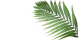 PALMERAS